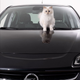 Illustration for article titled Karl Lagerfelds Cat Is Now (Adorably) Advertising Cars
